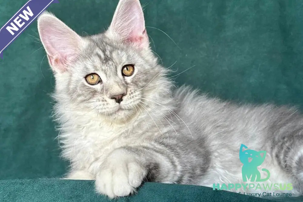 Enzo Maine Coon male black silver tabby - live animals