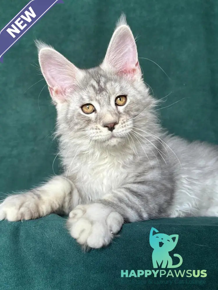 Enzo Maine Coon male black silver tabby - live animals