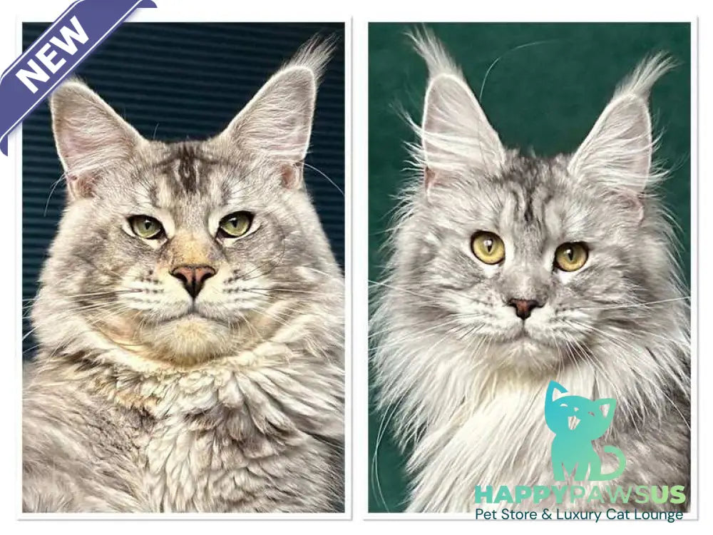 Enzo Maine Coon male black silver tabby - live animals