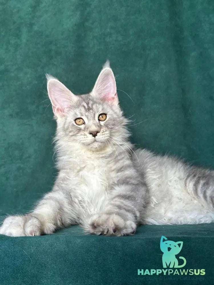 Enzo Maine Coon male black silver tabby - live animals