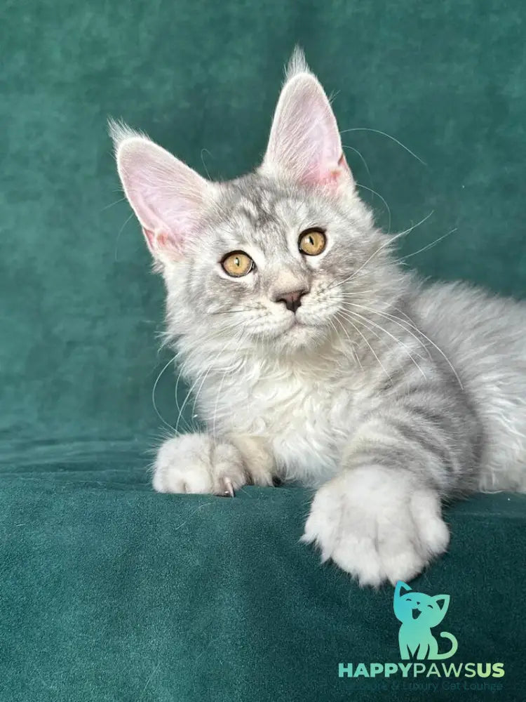 Enzo Maine Coon male black silver tabby - live animals