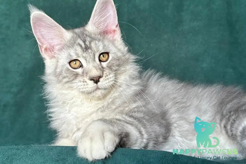 Enzo Maine Coon male black silver tabby - live animals