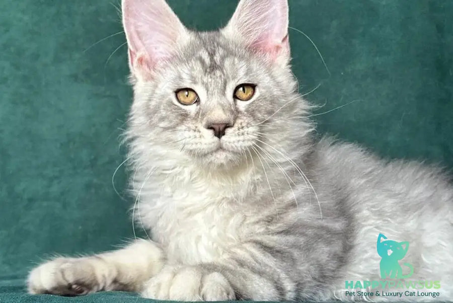 Enzo Maine Coon male black silver tabby - live animals