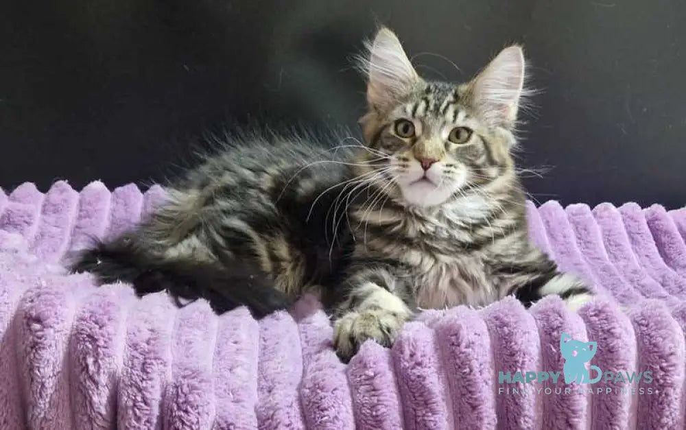 Enzo Maine Coon male black tabby with white live animals