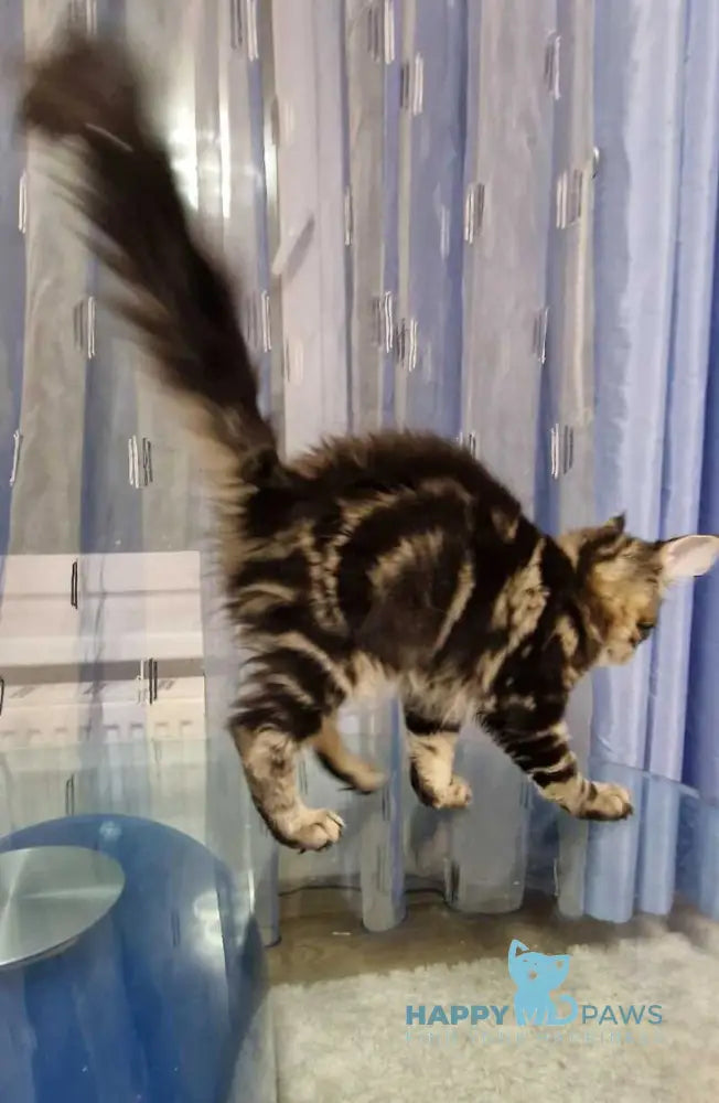 Enzo Maine Coon male black tabby with white live animals