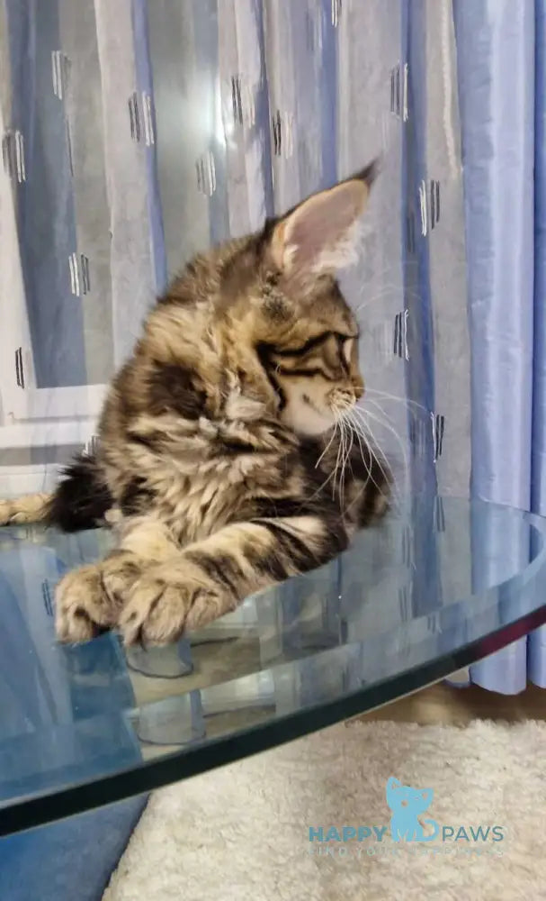 Enzo Maine Coon male black tabby with white live animals