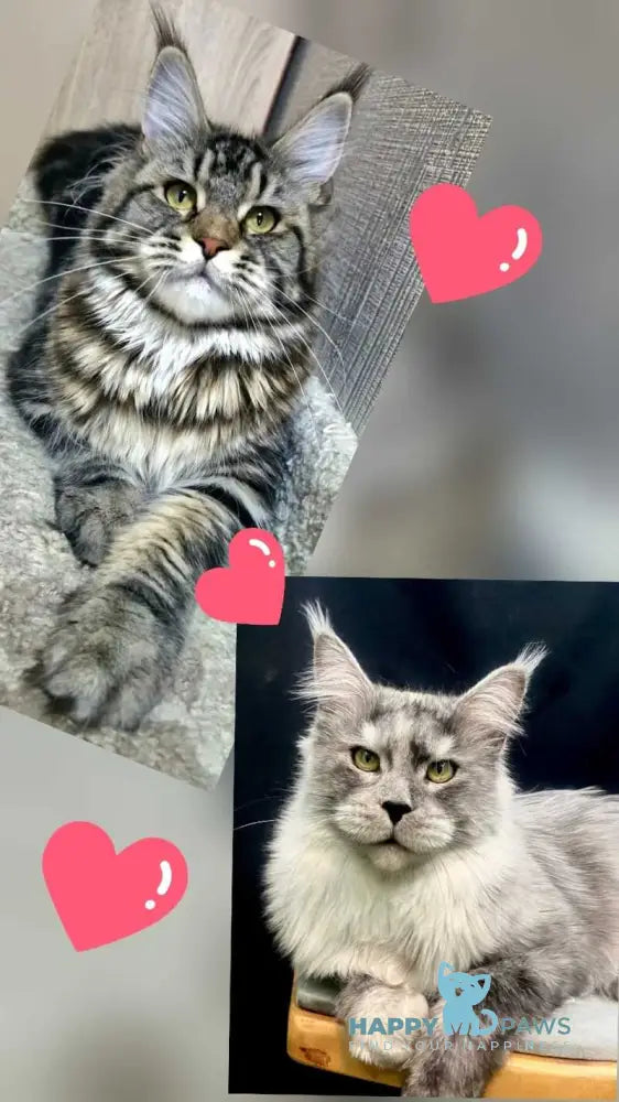 Enzo Maine Coon male black tabby with white live animals