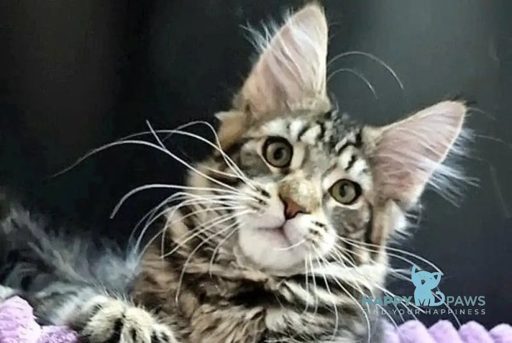 Enzo Maine Coon male black tabby with white live animals