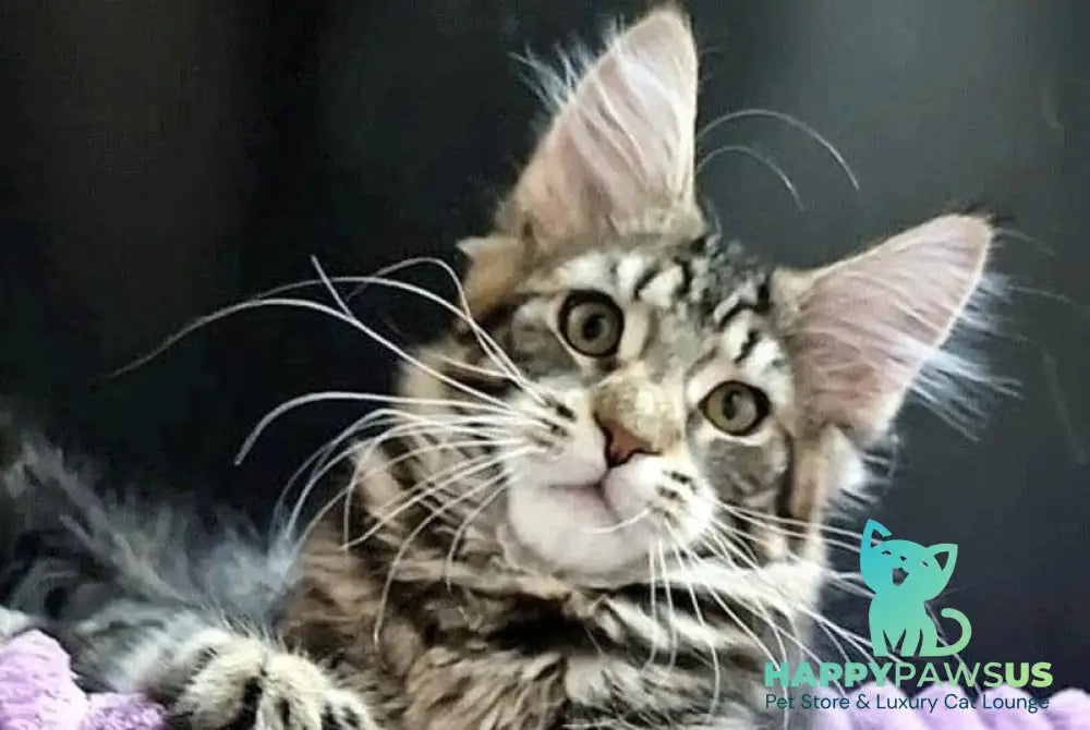 Enzo Maine Coon male black tabby with white live animals