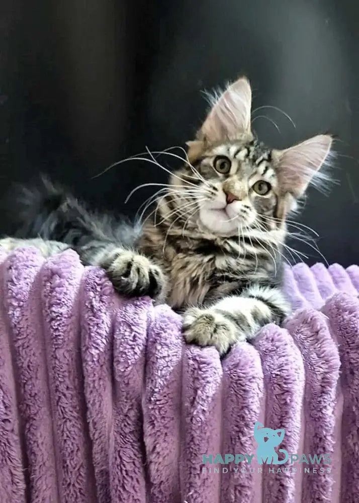 Enzo Maine Coon male black tabby with white live animals