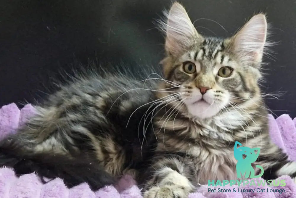 Enzo Maine Coon male black tabby with white live animals