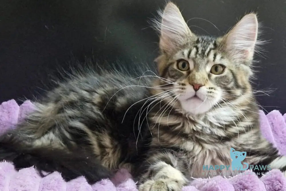 Enzo Maine Coon male black tabby with white live animals