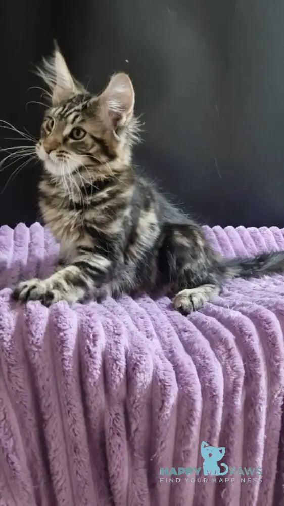 Enzo Maine Coon male black tabby with white live animals