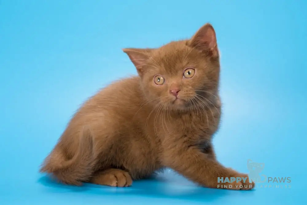 Ephimok British Shorthair male cinnamon live animals