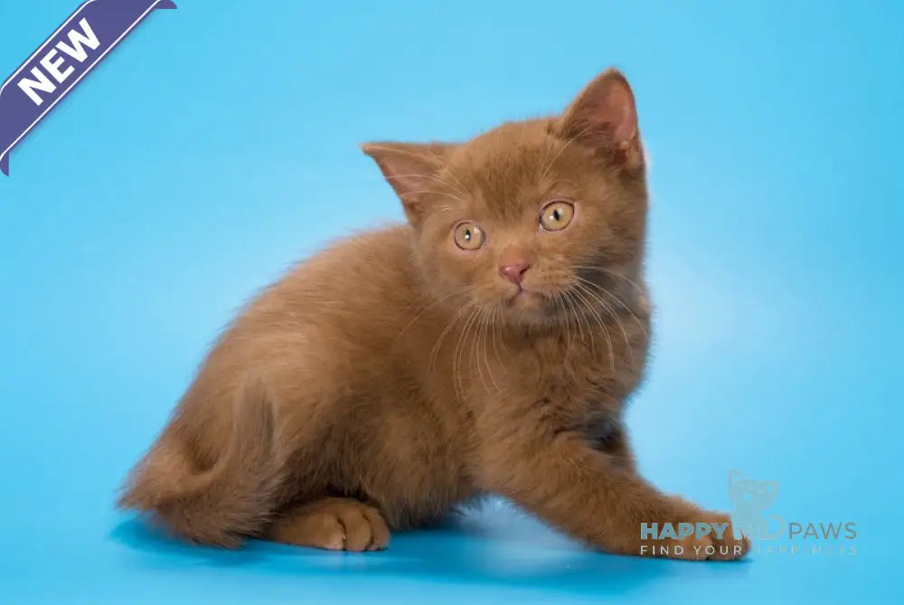 Ephimok British Shorthair male cinnamon live animals