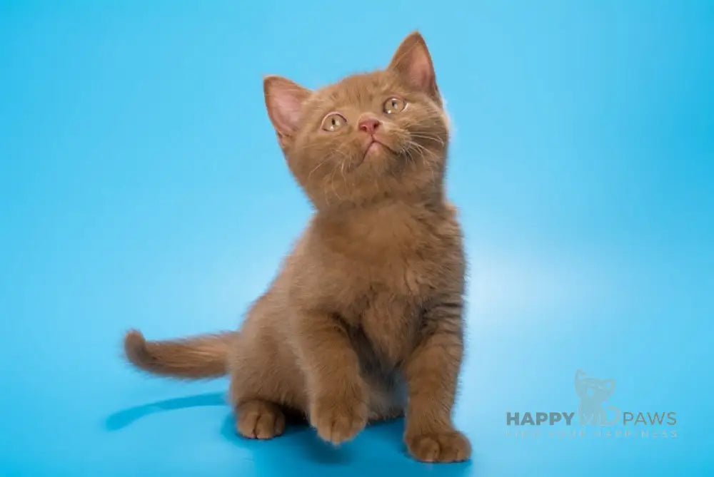 Ephimok British Shorthair male cinnamon live animals