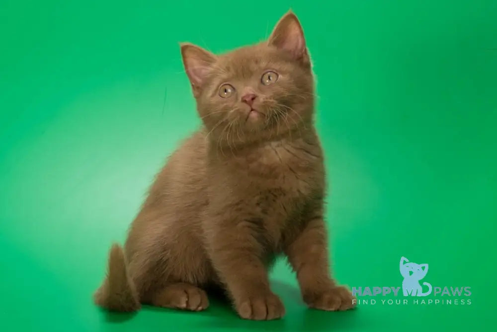 Ephimok British Shorthair male cinnamon live animals