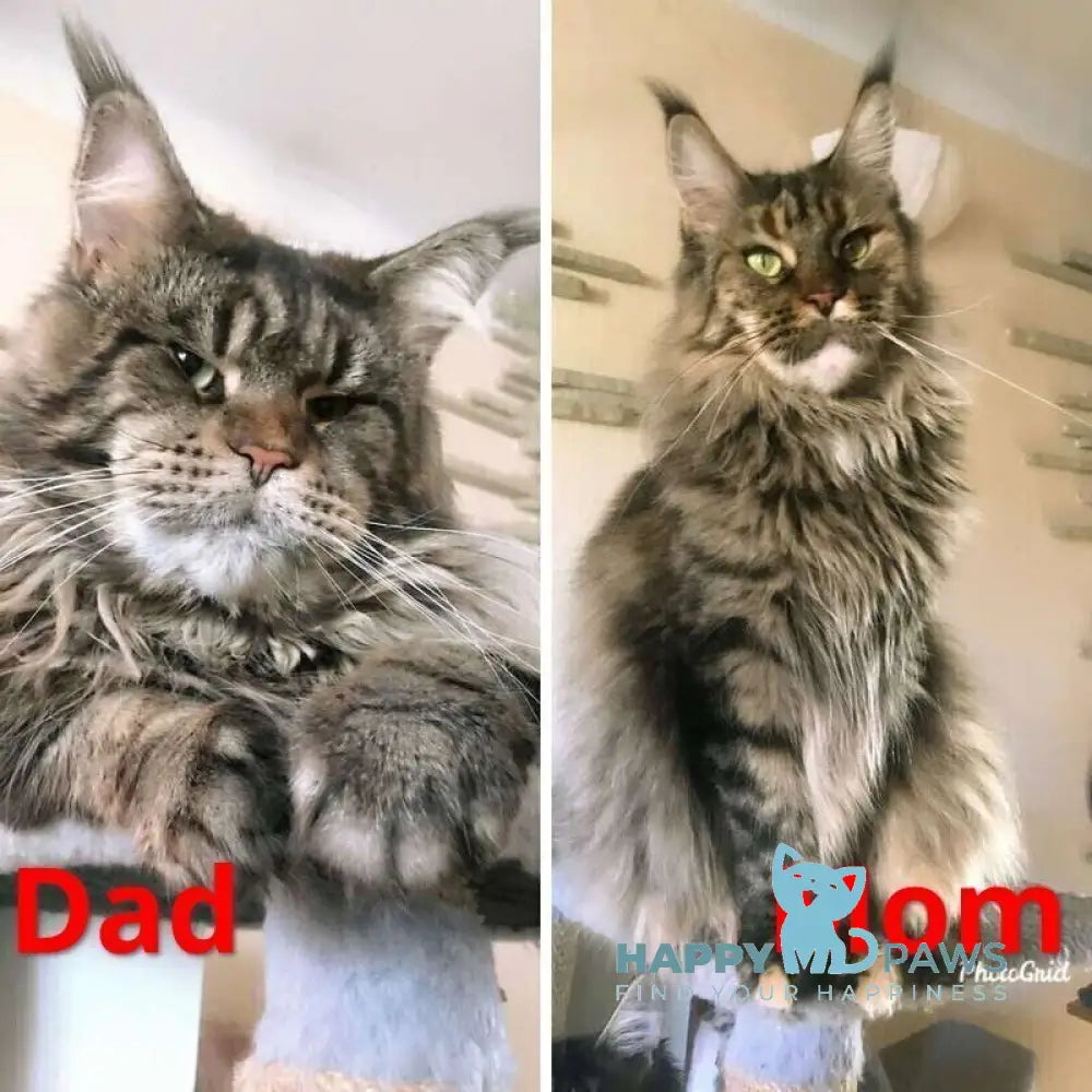 Erа Maine Coon female black tabby with white live animals