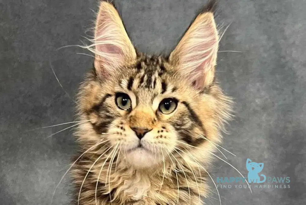 Erа Maine Coon female black tabby with white live animals