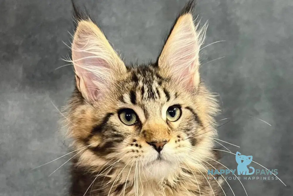 Erа Maine Coon female black tabby with white live animals