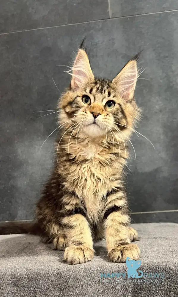 Erа Maine Coon female black tabby with white live animals