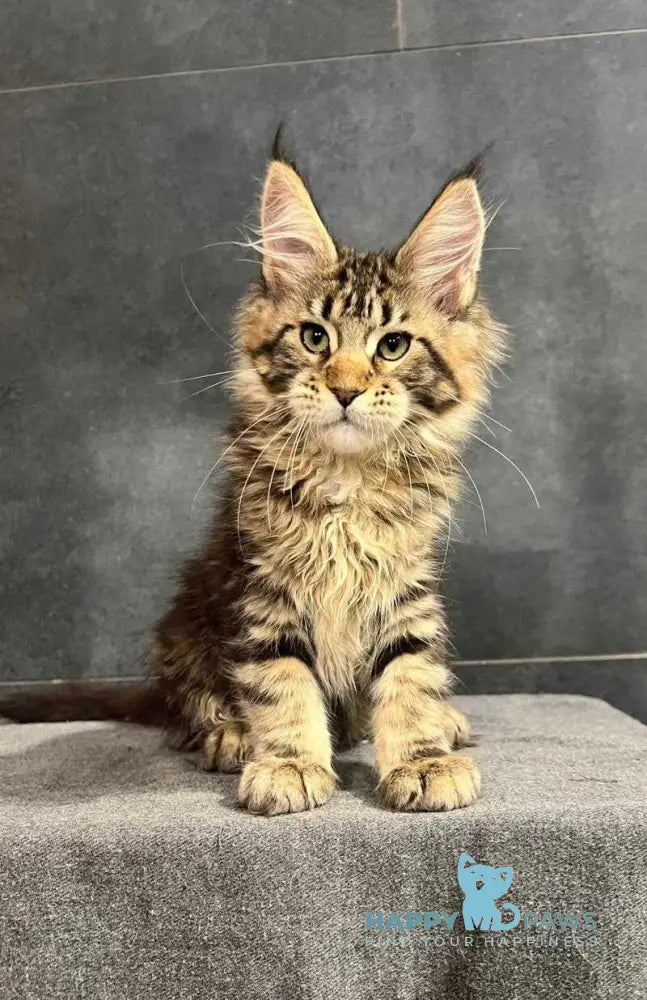 Erа Maine Coon female black tabby with white live animals