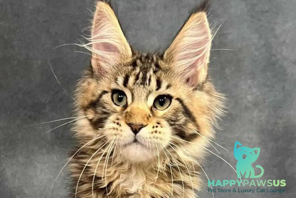 Erа Maine Coon female black tabby with white live animals