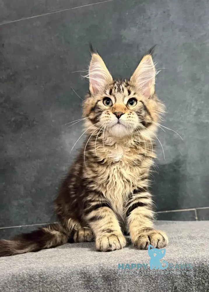 Erа Maine Coon female black tabby with white live animals
