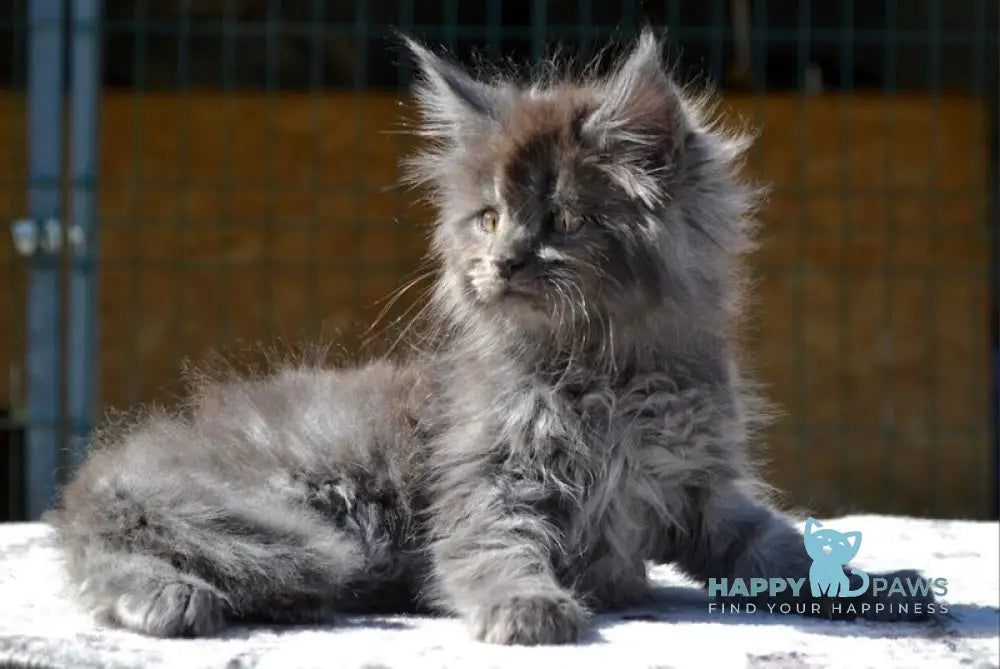 Erema Maine Coon male blue live animals