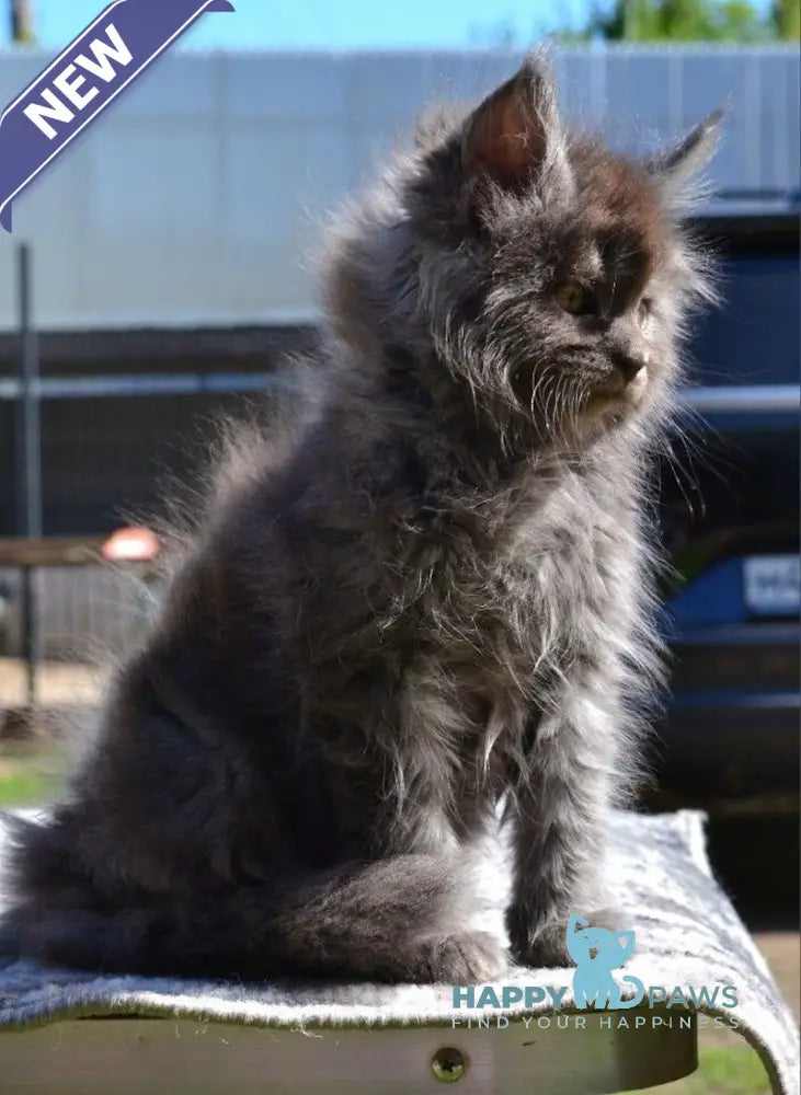 Erema Maine Coon male blue live animals