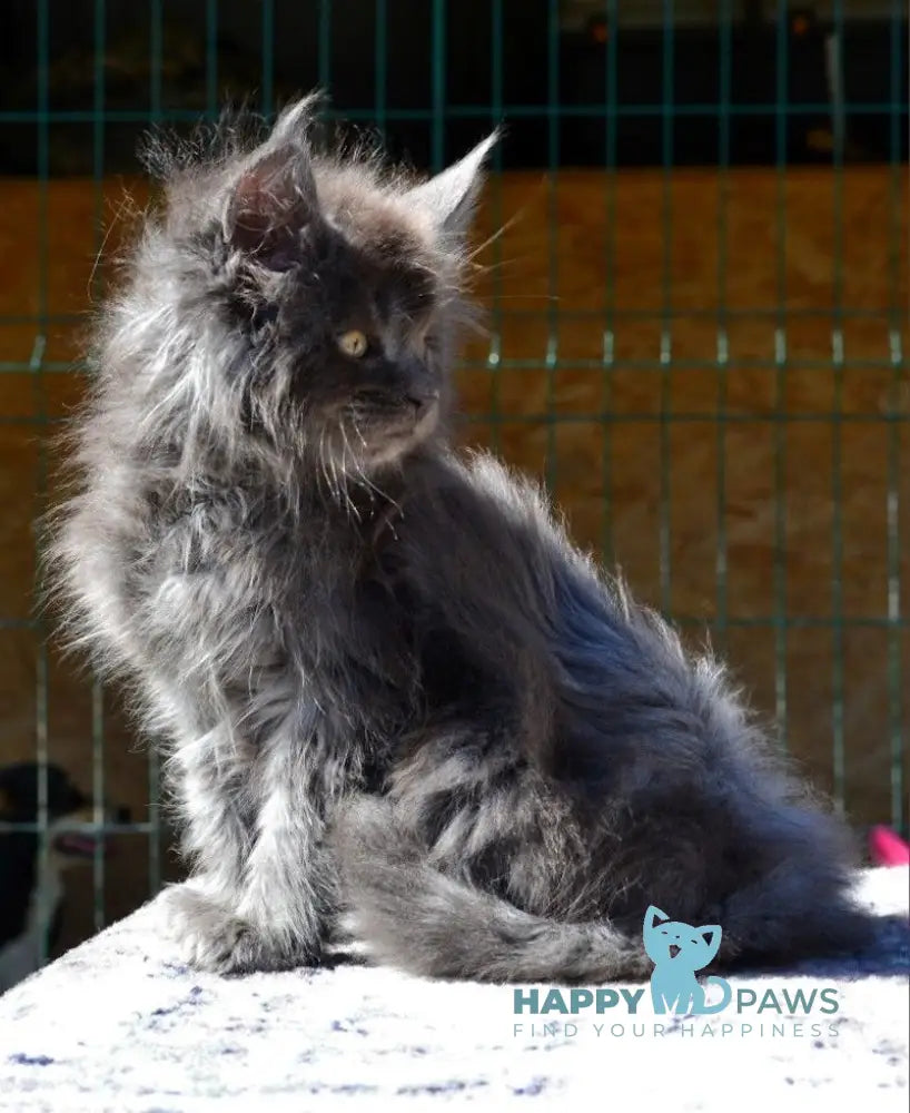 Erema Maine Coon male blue live animals