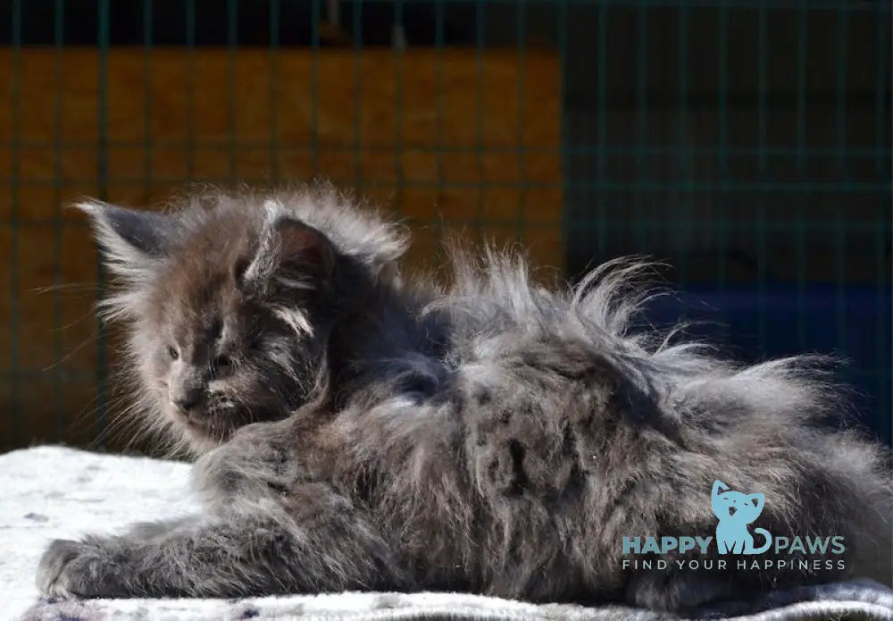 Erema Maine Coon male blue live animals