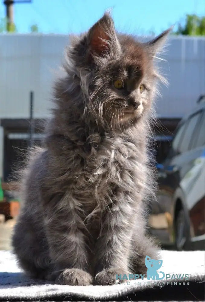 Erema Maine Coon male blue live animals