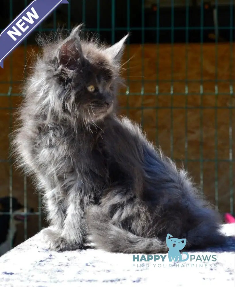 Erema Maine Coon male blue live animals