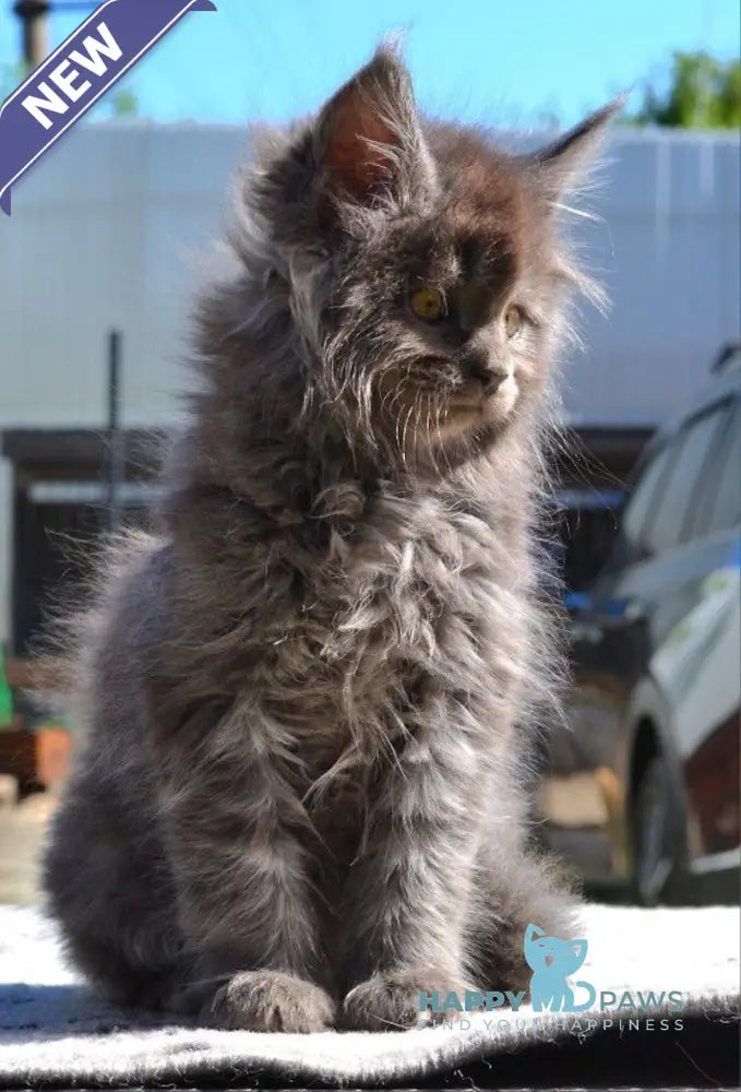 Erema Maine Coon male blue live animals