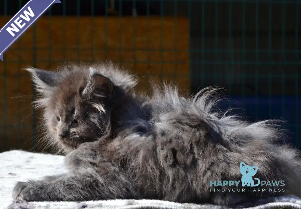 Erema Maine Coon male blue live animals