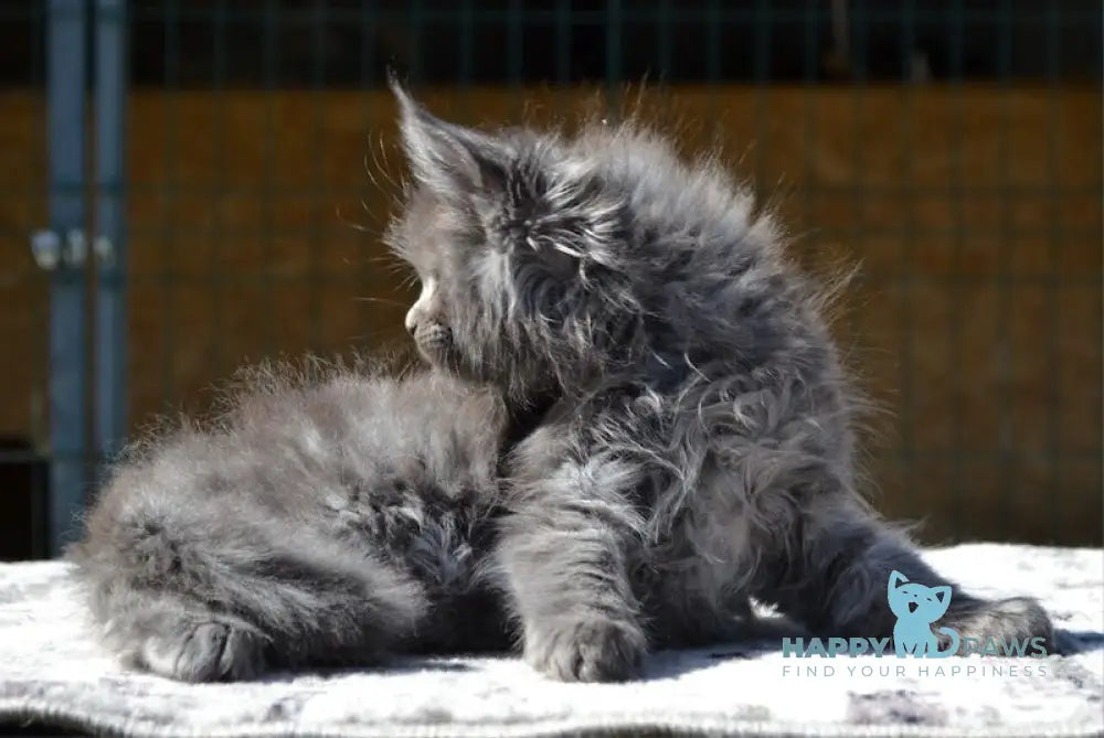 Erema Maine Coon male blue live animals