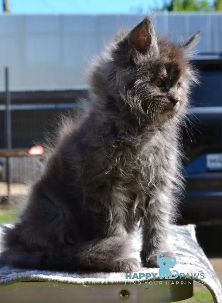 Erema Maine Coon male blue live animals
