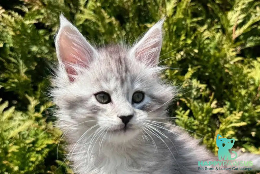 Eremey Maine Coon male black silver spotted tabby - live animals