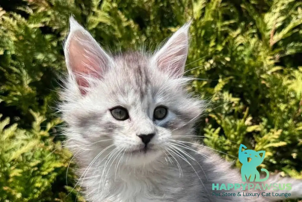 Eremey Maine Coon male black silver spotted tabby - live animals