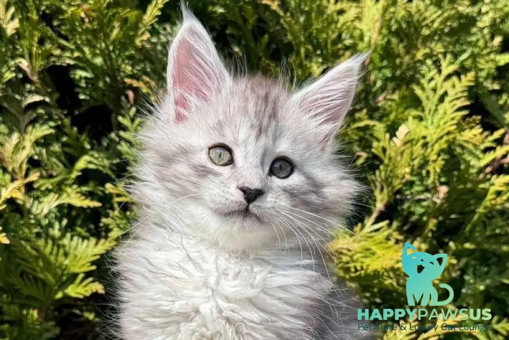Eremey Maine Coon male black silver spotted tabby - live animals