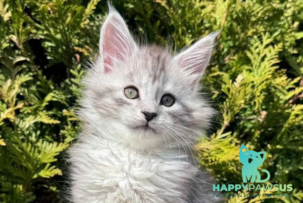Eremey Maine Coon male black silver spotted tabby - live animals