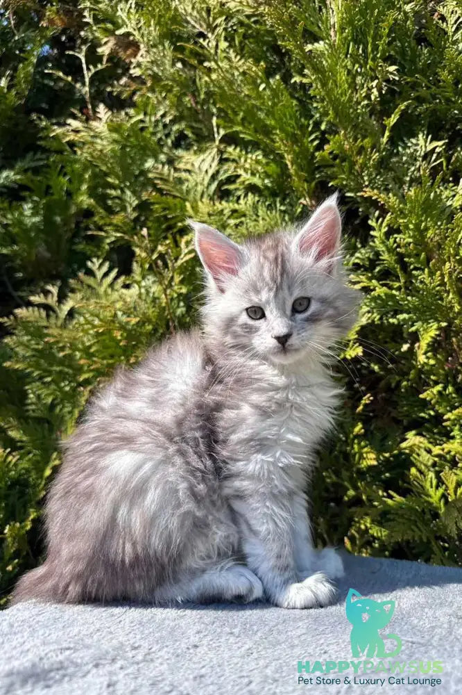 Eremey Maine Coon male black silver spotted tabby - live animals