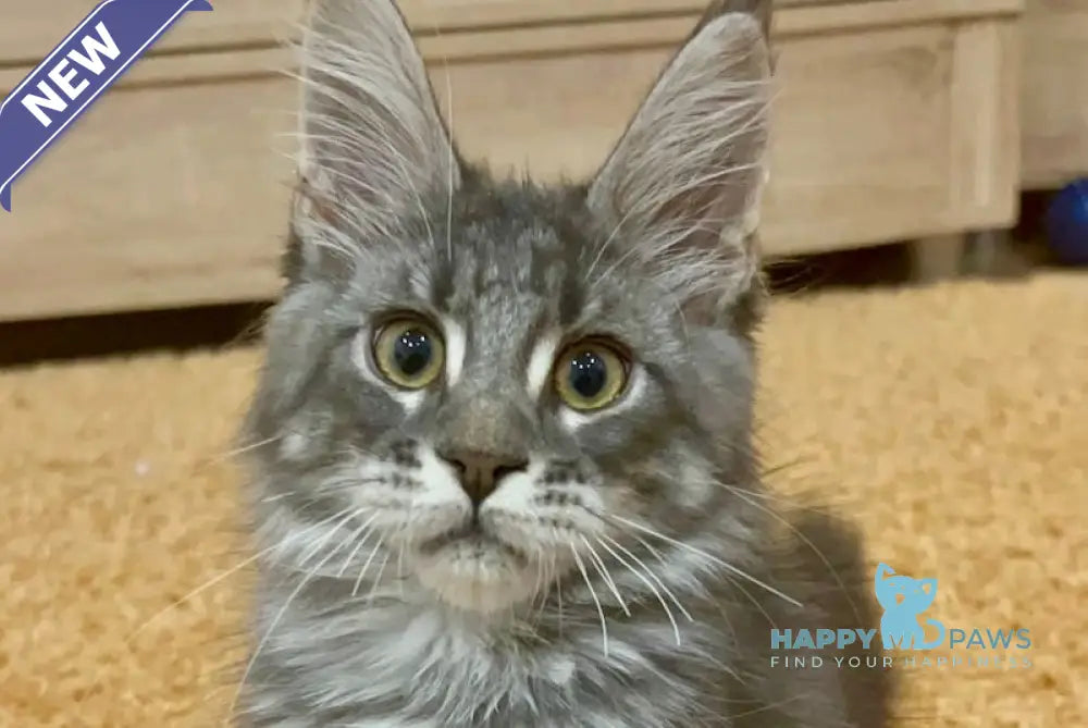 Erevan Maine Coon male blue tabby live animals