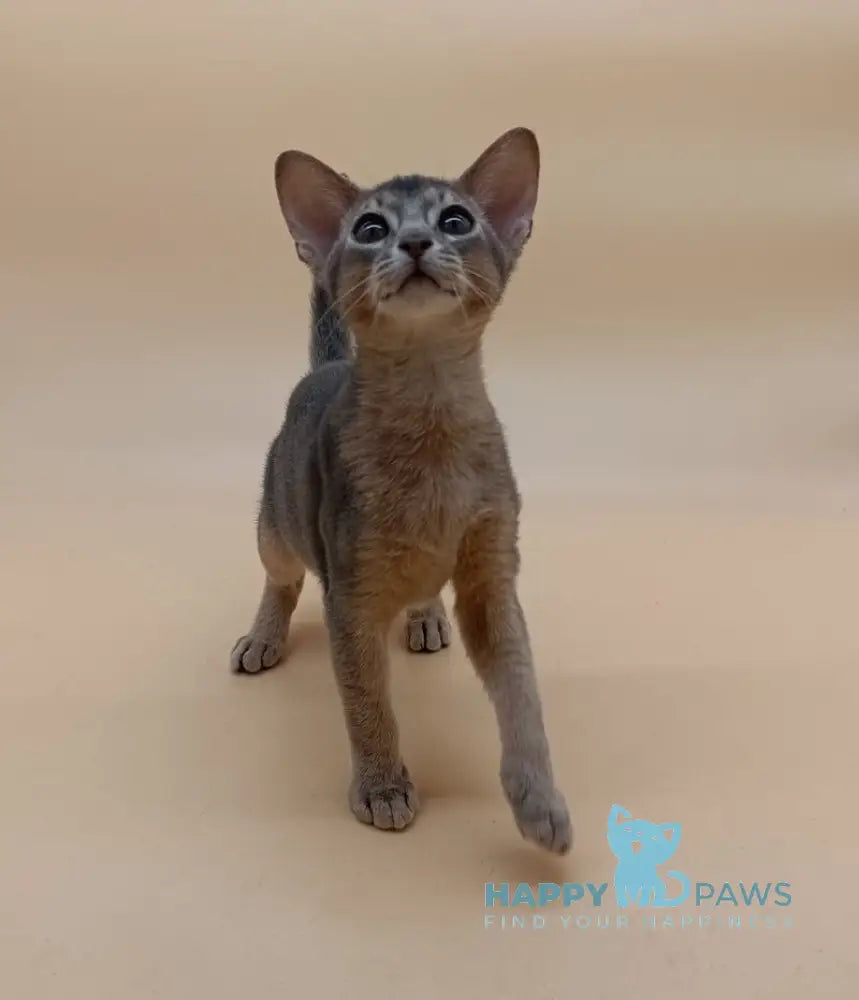 Eric Abyssinian male blue live animals