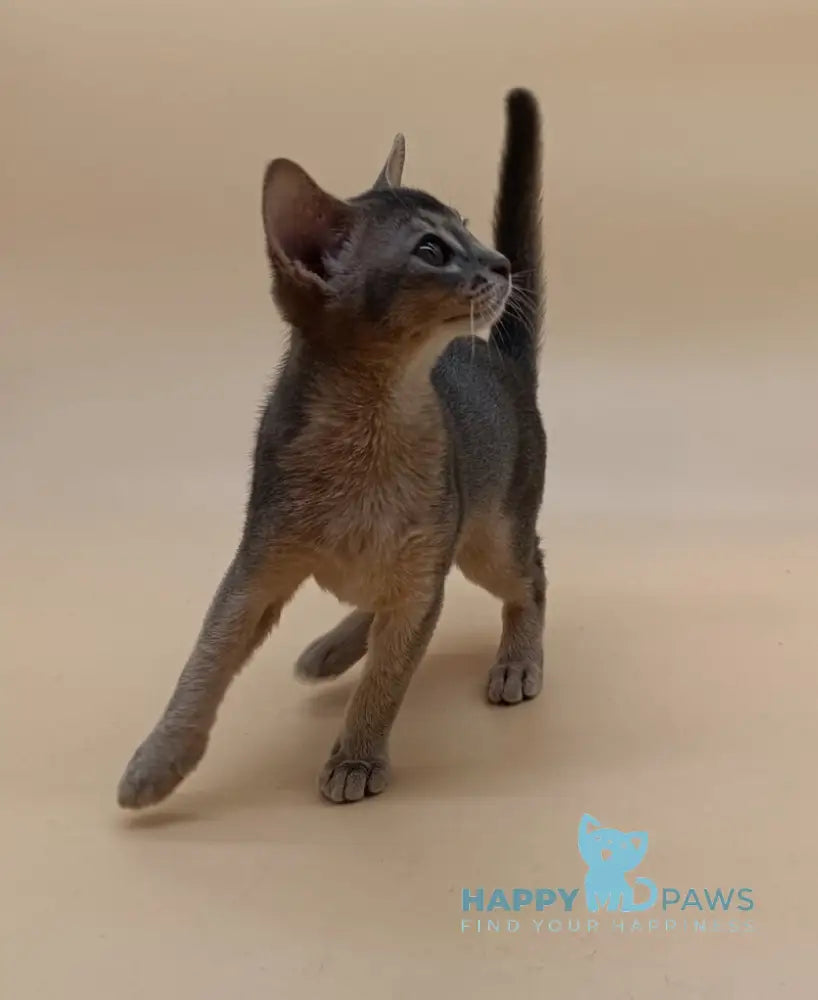 Eric Abyssinian male blue live animals