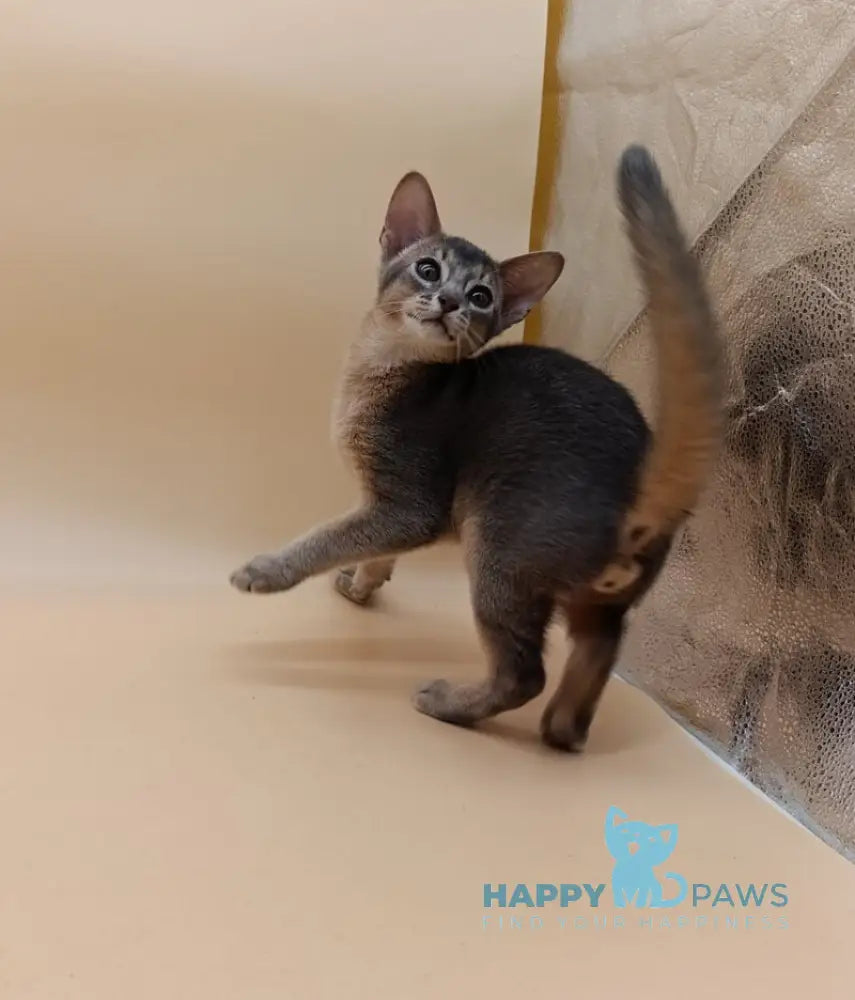 Eric Abyssinian male blue live animals