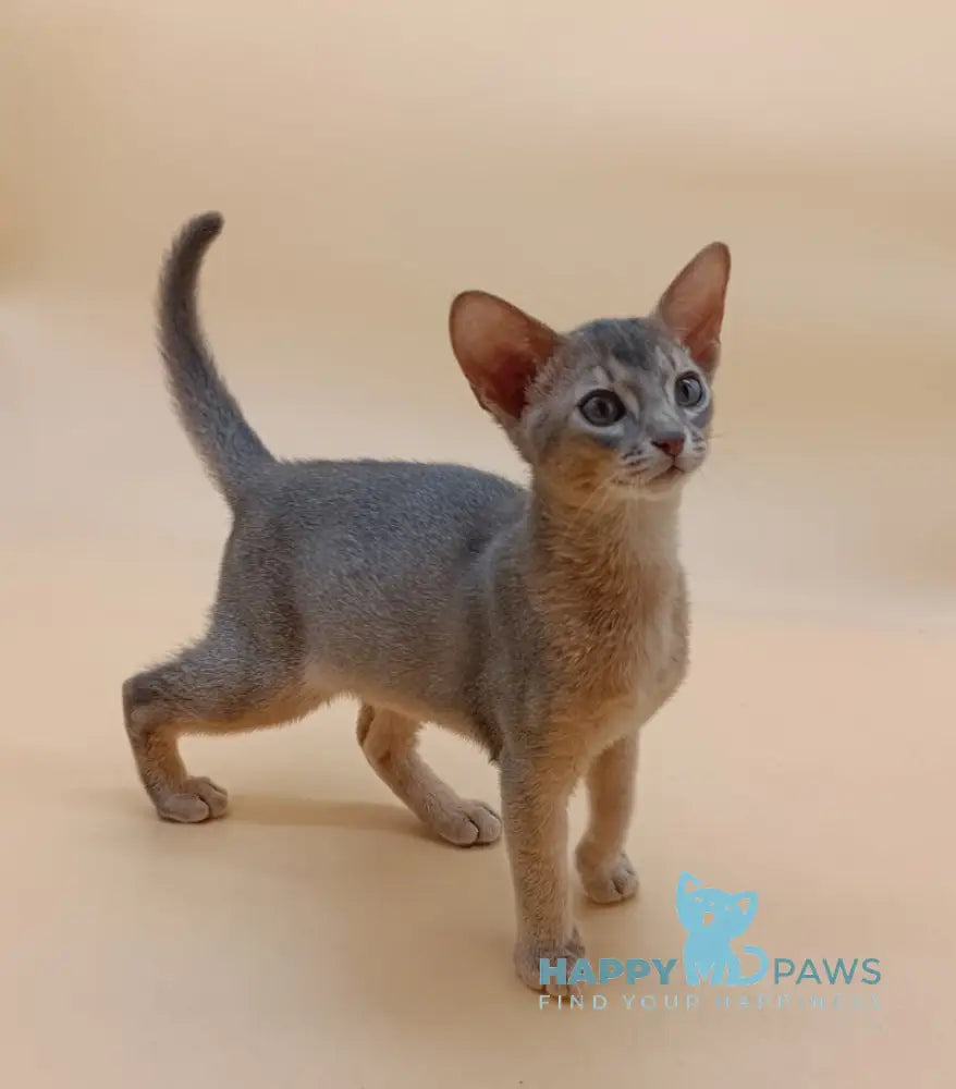 Eric Abyssinian male blue live animals