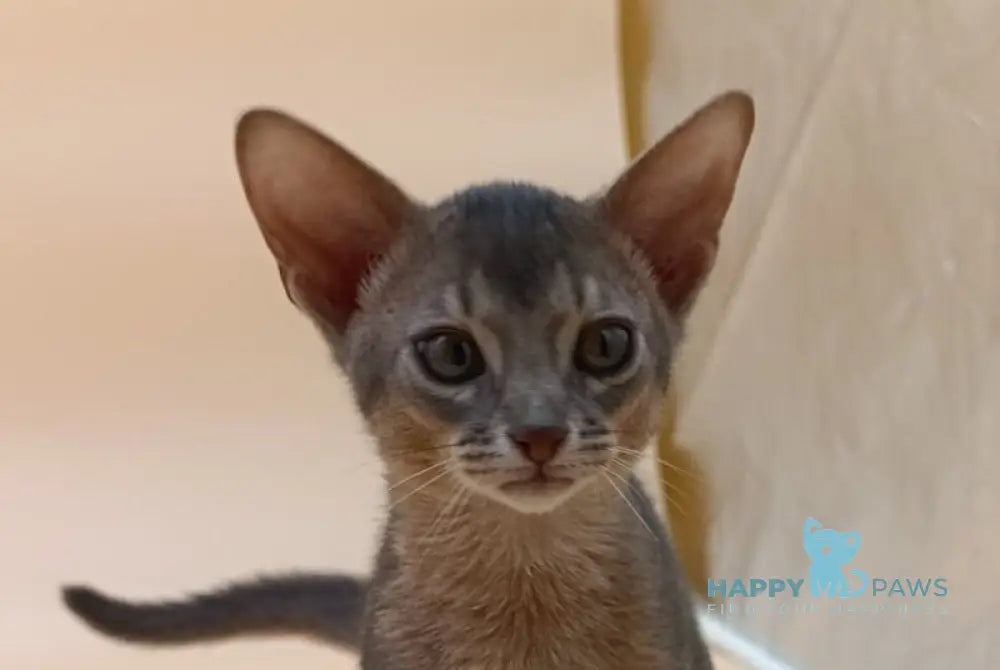 Eric Abyssinian male blue live animals