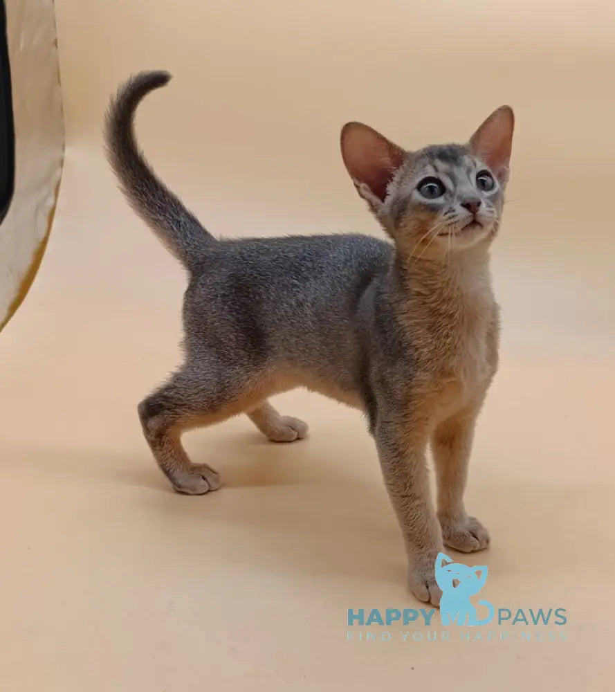 Eric Abyssinian male blue live animals